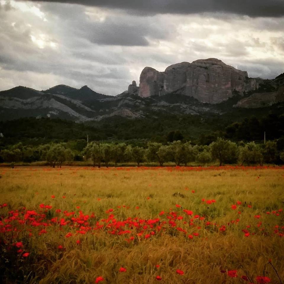 Hostal Can Barrina Arnés Dış mekan fotoğraf